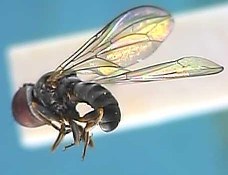 Cephalops carinatus